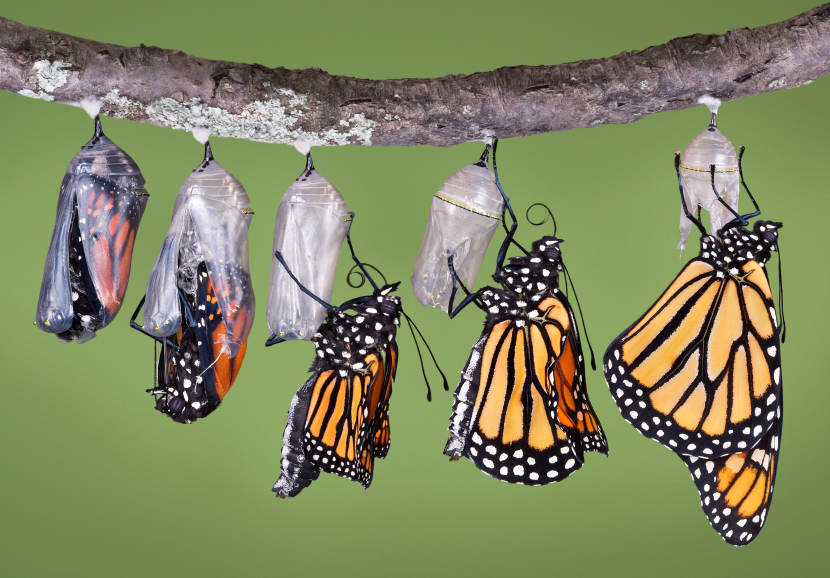 A composit of various views of a monarch emerging from its chrysalis.